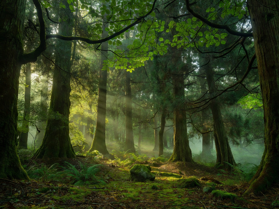 Japanese forest canopy representing Shinrin-yoku therapy