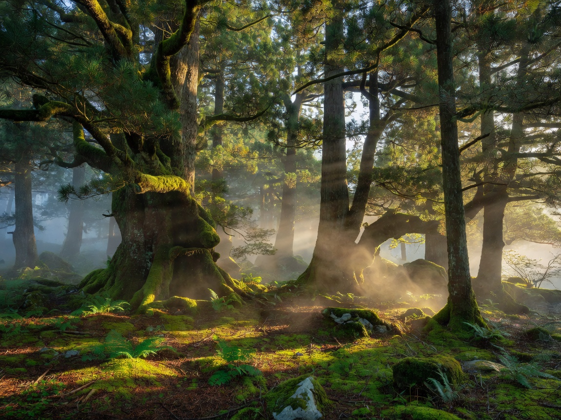 Lush ancient cedar forest in Japan bathed in early morning sunbeams